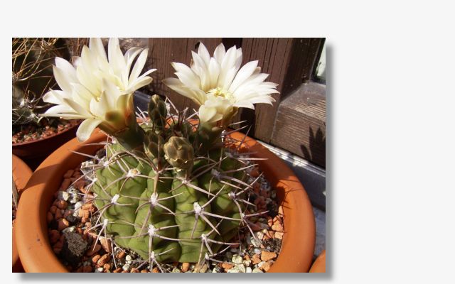 Gymnocalycium intertextum.JPG (42337 Byte)