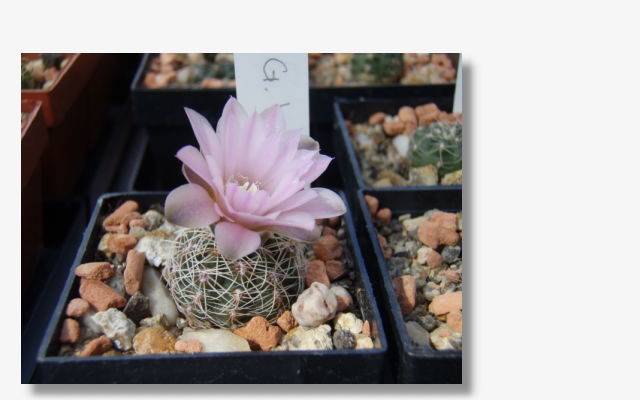 Gymnocalycium bruchii STO230.JPG (60465 Byte)