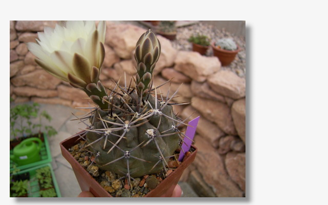 Gymnocalycium gibbosum.JPG (47678 Byte)