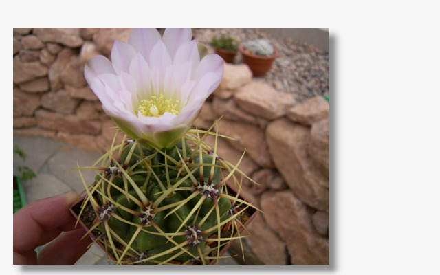 Gymnocalycium monvillei ssp.monvillei.JPG (50512 Byte)