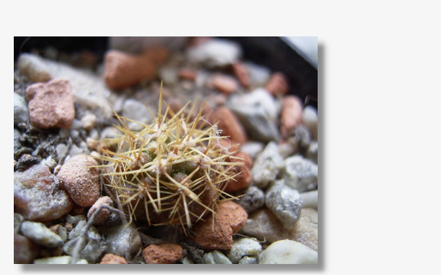 Gymnocalycium monvillei v.horridispinum.JPG (64239 Byte)