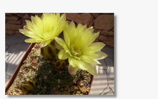 Gymnocalycium netrelianum.JPG (62195 Byte)