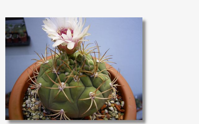 Gymnocalycium lagunillasense.JPG (33100 Byte)