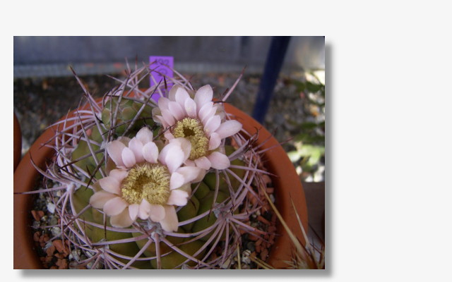 Gymnocalycium tilcarense.JPG (39683 Byte)