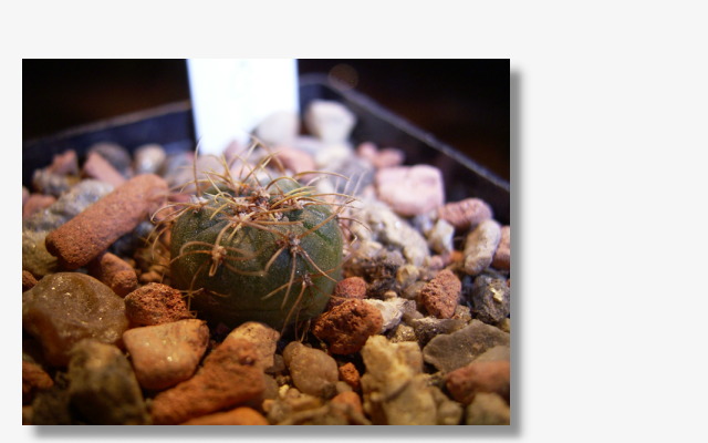 Gymnocalycium uruguayense.JPG (57230 Byte)