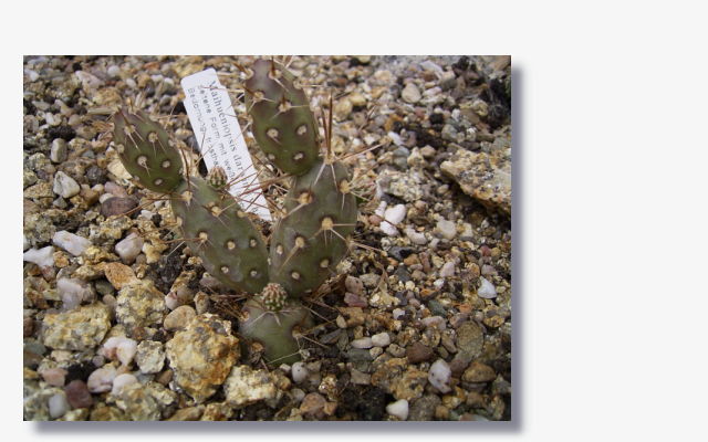 Opuntia darwinii.JPG (55600 Byte)