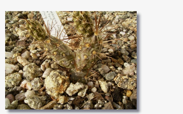 Opuntia_darwinii.JPG (202649 Byte)