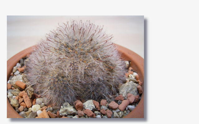 Mammillaria bocasana rosa.JPG (44423 Byte)