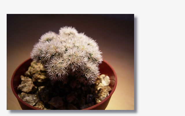 Mammillaria gracilis v. arizona snowcap.JPG (30932 Byte)