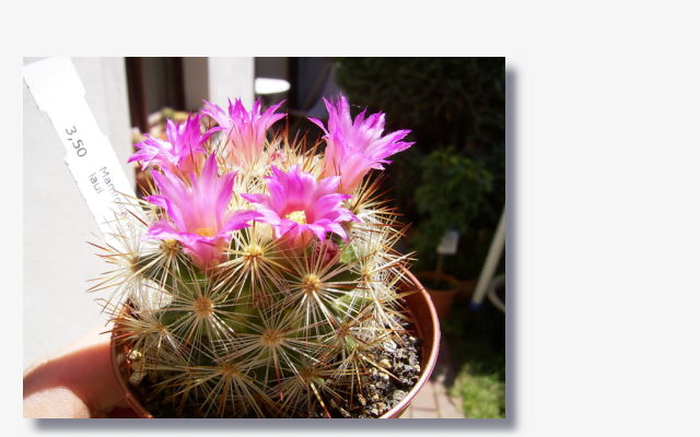 Mammillaria laui.JPG (35693 Byte)