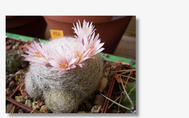 Mammillaria lenta.JPG (34005 Byte)