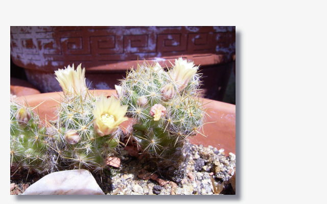 Mammillaria prolifera.JPG (49673 Byte)