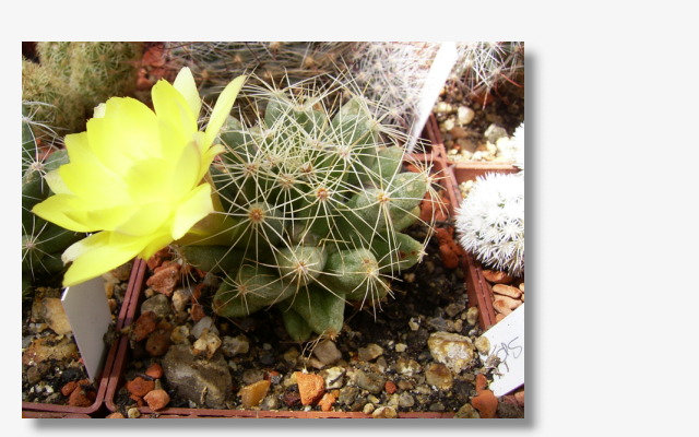 Mammillaria sphaerica.JPG (54015 Byte)