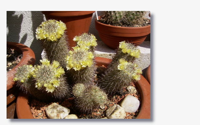 Mammillaria_microhelia.JPG (171893 Byte)