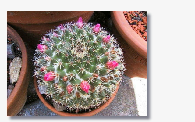 Mammillaria_satorii.JPG (181469 Byte)