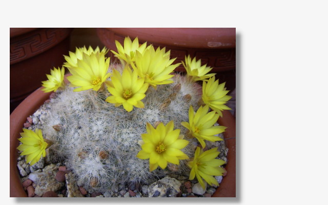 Mammillaria baumii.JPG (41471 Byte)