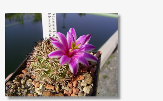 Mammillaria blossfeldiana.JPG (56334 Byte)