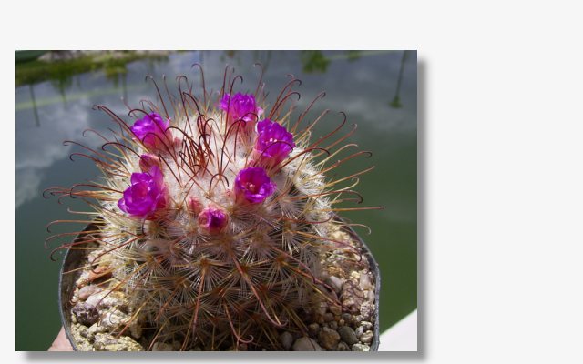 Mammillaria bombycina.JPG (45483 Byte)