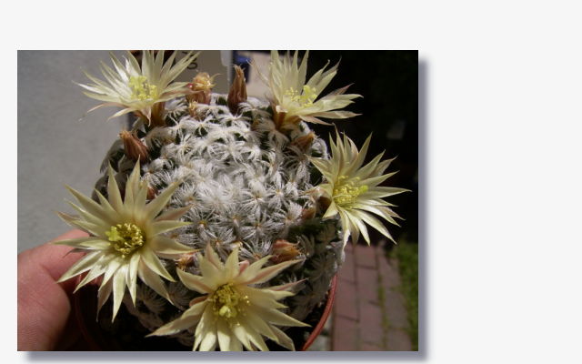 Mammillaria duwei.JPG (27477 Byte)