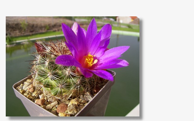 Mammillaria dodsonii.JPG (34666 Byte)