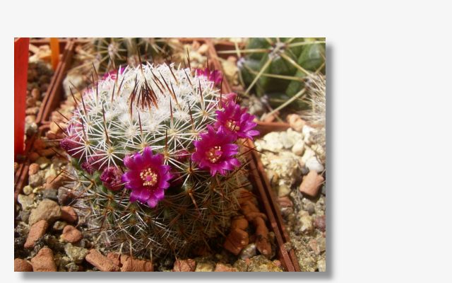 Mammillaria haageana ssp.conspicua.JPG (52085 Byte)