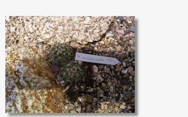 Mammillaria heyderi ssp.meiacantha RP 89.JPG (81137 Byte)