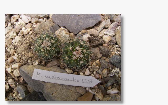 Mammillaria heyderi ssp.meiacantha.JPG (72152 Byte)