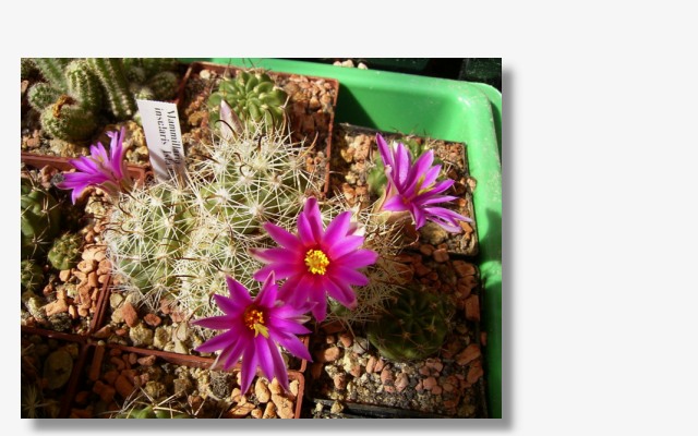 Mammillaria insularis.JPG (78672 Byte)