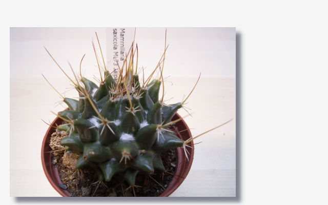 Mammillaria saxicola.JPG (29003 Byte)