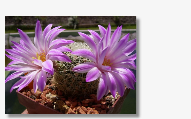 Mammillaria napina.JPG (38195 Byte)