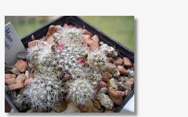 Mammillaria oteroi.JPG (74143 Byte)