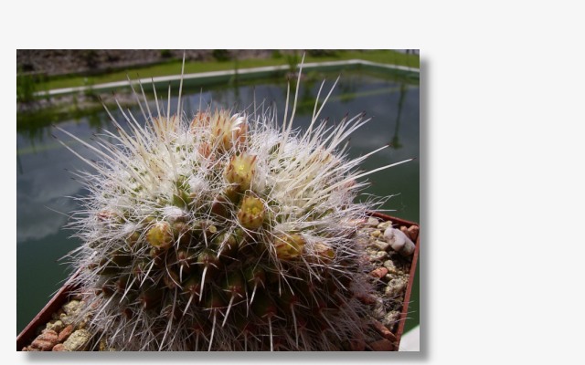 Mammillaria parkinsonii.JPG (65973 Byte)