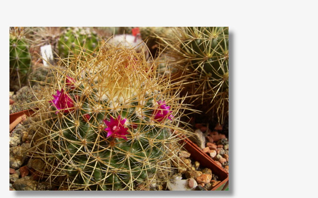 Mammillaria rhodantha.JPG (90693 Byte)