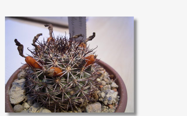 Mammillaria schumannii.JPG (44155 Byte)