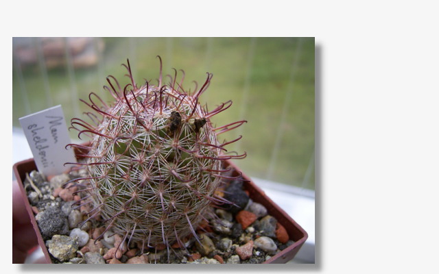 Mammillaria sheldonii.JPG (64433 Byte)