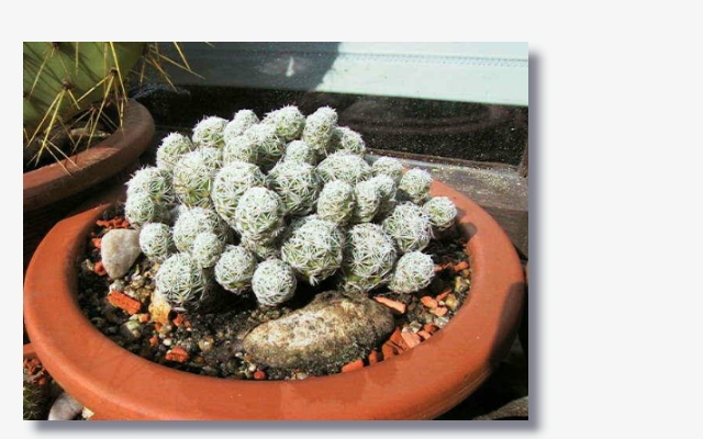 Mammillaria_gracilis.JPG (169397 Byte)