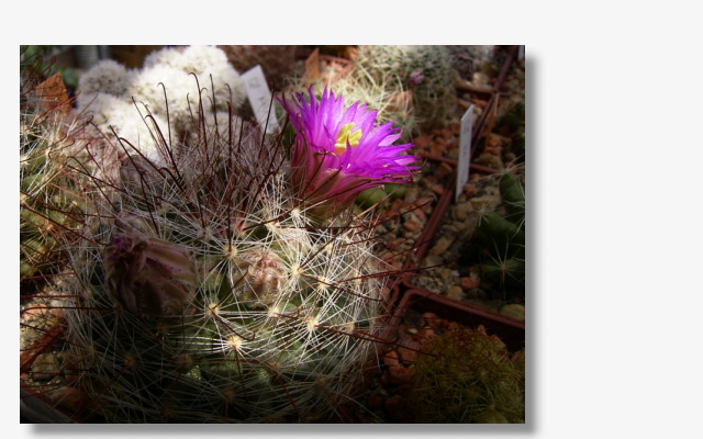 Mammillaria wilcoxii.JPG (34370 Byte)