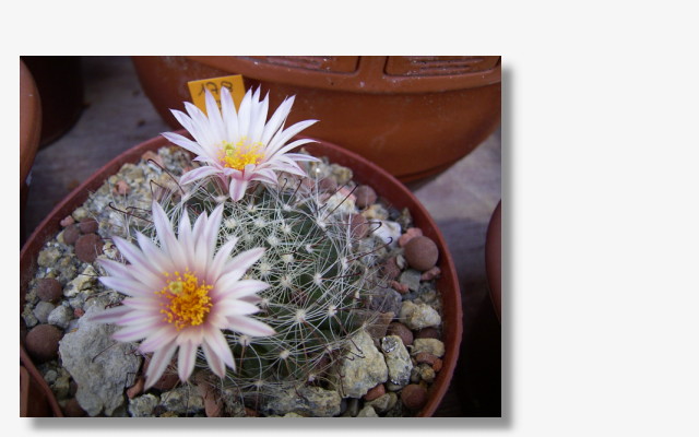 Mammillaria zephyranthoides.jpg (41992 Byte)