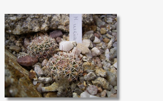 Mammillaria  heyderi ssp.meiacantha RP 89.JPG (62904 Byte)