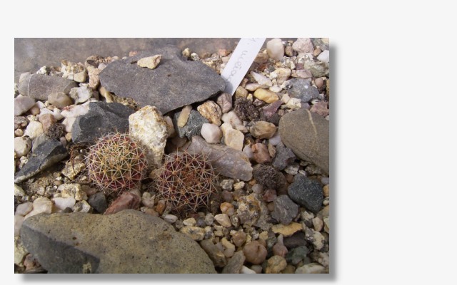 Mammillaria  heyderi ssp.meiacantha.JPG (68523 Byte)