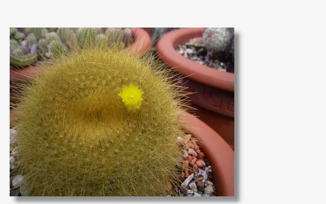 Notocactus graessneri.JPG (41791 Byte)