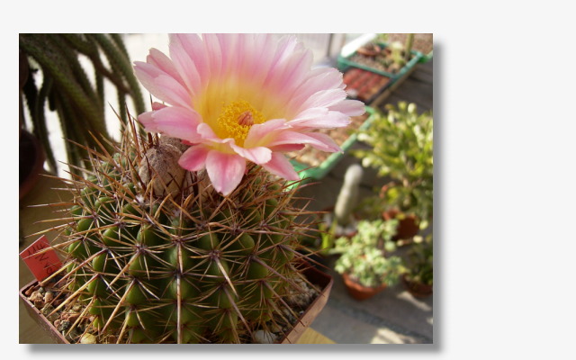 Parodia mammulosa rosa.JPG (76422 Byte)