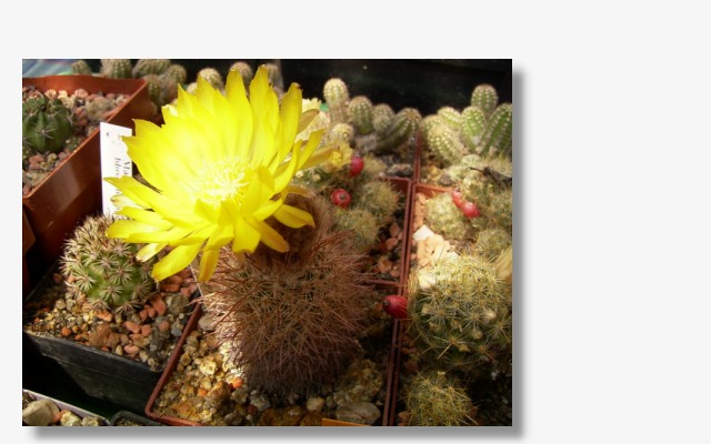 Parodia microsperma ssp.horrida.JPG (63633 Byte)