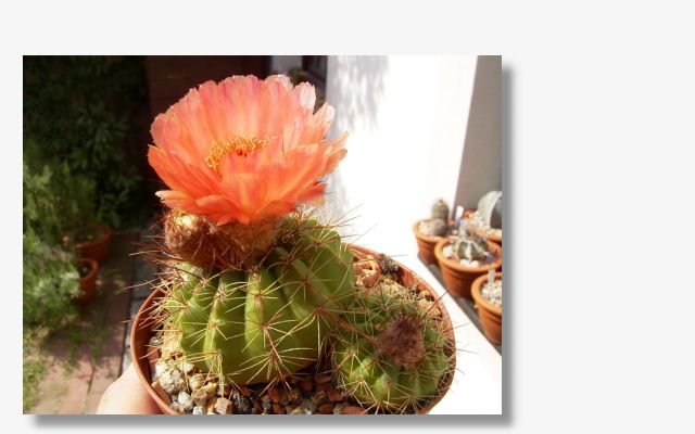 Notocactus ottonis v.vencluianus.JPG (51982 Byte)