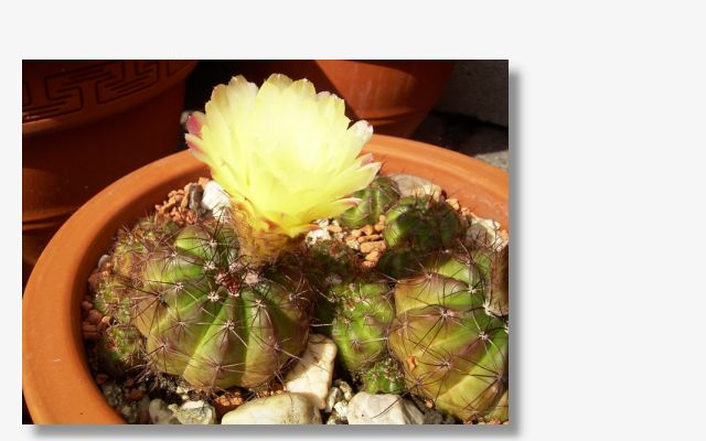 Notocactus ottonis.JPG (39687 Byte)