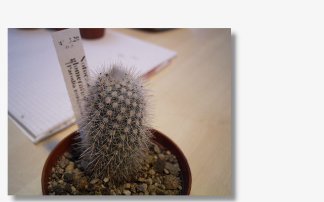 Notocactus glomeratus.JPG (29132 Byte)