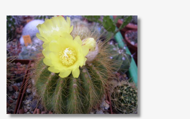 Notocactus warasii.JPG (44834 Byte)