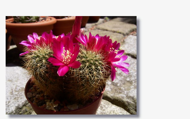 Sulcorebutia vasqueziana.JPG (37001 Byte)