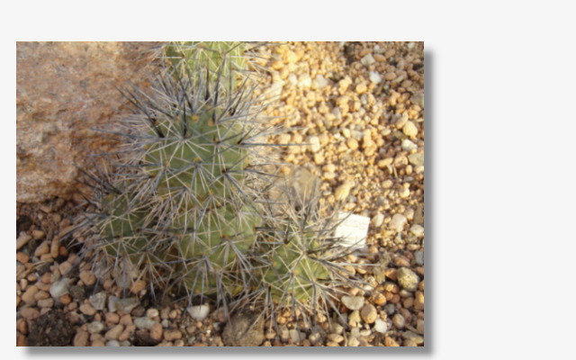 Thephrocactus alexanderi.JPG (79349 Byte)