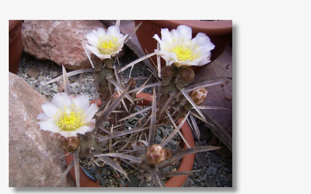 Opuntia articulatus v.oblicanthus.JPG (50793 Byte)